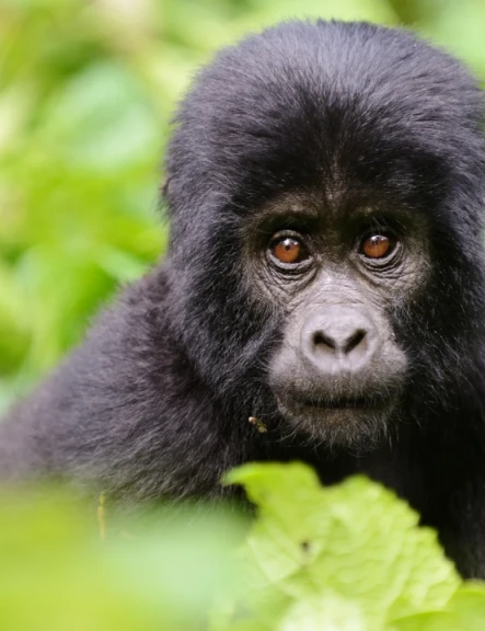 Image rwanda-burundi-uganda-7426